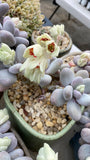 Pachyphytum oviferum SMALL