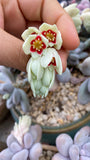Pachyphytum oviferum SMALL