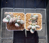 Pachyphytum oviferum SMALL