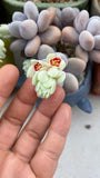 Pachyphytum oviferum SMALL