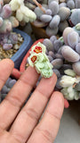 Pachyphytum oviferum SMALL
