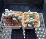 Pachyphytum oviferum SMALL