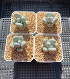 Pachyphytum oviferum SMALL