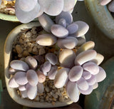 Pachythytum oviferum 白美人 鸡蛋美人 cheese 奶酪 MELBOURNE SYDNEY ADELAIDE QUEENSLAND CANBERRA VICTORIA NSW QUEENSLAND SOUTH AUSTRALIA ACT SUCCULENT 多肉 墨尔本 维多利亚 澳洲 澳大利亚 悉尼 新南威尔士 阿德莱德 南澳 昆士兰 布里斯本 黄金海岸 多肉植物 堪培拉Melbourne Australia