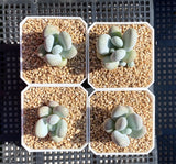 Pachyphytum oviferum SMALL