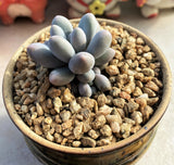 Pachythytum 'egg tart' 蛋挞 MELBOURNE SYDNEY ADELAIDE QUEENSLAND CANBERRA VICTORIA NSW QUEENSLAND SOUTH AUSTRALIA ACT SUCCULENT 多肉 墨尔本 维多利亚 澳洲 澳大利亚 悉尼 新南威尔士 阿德莱德 南澳 昆士兰 布里斯本 黄金海岸 多肉植物 堪培拉