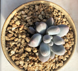 Pachyphytum 'egg tart'