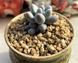 Pachythytum 'egg tart' 蛋挞 MELBOURNE SYDNEY ADELAIDE QUEENSLAND CANBERRA VICTORIA NSW QUEENSLAND SOUTH AUSTRALIA ACT SUCCULENT 多肉 墨尔本 维多利亚 澳洲 澳大利亚 悉尼 新南威尔士 阿德莱德 南澳 昆士兰 布里斯本 黄金海岸 多肉植物 堪培拉