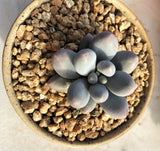Pachyphytum 'egg tart'