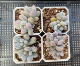 Pachyphytum 'egg tart'