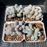 Pachyphytum 'egg tart'