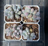 Pachyphytum 'egg tart'