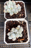 Pachyphytum 'egg tart'