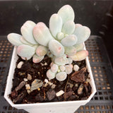 Pachyphytum 'egg tart'