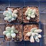 Pachyphytum 'egg tart'