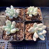 Pachyphytum 'egg tart'