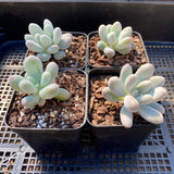 Pachyphytum 'egg tart'