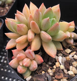 Pachyveria hialium