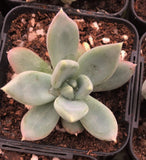 Pachyveria hialium