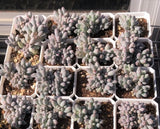 Pachyphytum Baby Finger