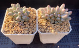 Pachyphytum Baby Finger