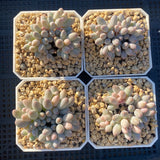 Pachyphytum Baby Finger