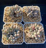 Pachyphytum Baby Finger