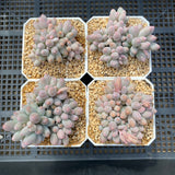 Pachyphytum Baby Finger