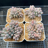 Pachyphytum Baby Finger