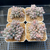 Pachyphytum Baby Finger