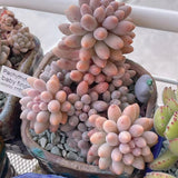 Pachyphytum Baby Finger