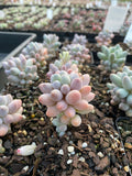 Pachyphytum Baby Finger