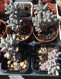 Pachyphytum Baby Finger