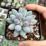 Pachyphytum Baby Finger
