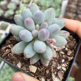 Pachyphytum Baby Finger