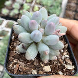 Pachyphytum Baby Finger