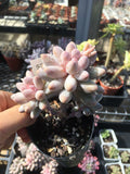 Pachyphytum Baby Finger