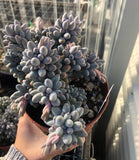 Pachyphytum Baby Finger