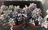 Pachyphytum Baby Finger