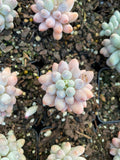 Pachyphytum Baby Finger