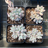 Pachyphytum Baby Finger