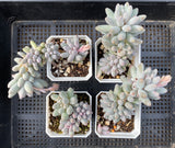 Pachyphytum Baby Finger
