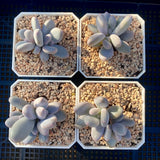 Pachyphytum blue haze