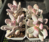 Pachyphytum blue haze