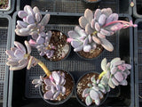 Pachyphytum blue haze