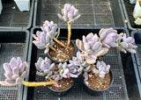 Pachyphytum blue haze