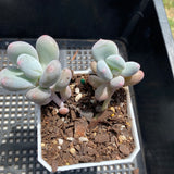 Pachyphytum blue haze