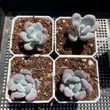 Pachyphytum blue haze