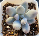 Pachyphytum 'egg tart'