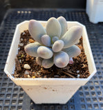 Pachyphytum 'egg tart'
